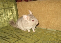 Шиншилла беж, самочка - <ro>Изображение</ro><ru>Изображение</ru> #1, <ru>Объявление</ru> #770338