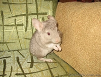 Шиншилла беж, самочка - <ro>Изображение</ro><ru>Изображение</ru> #2, <ru>Объявление</ru> #770338