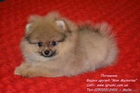 Щенки померанского шпица Vip-Classa! - <ro>Изображение</ro><ru>Изображение</ru> #7, <ru>Объявление</ru> #767679