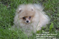 Щенки померанского шпица Vip-Classa! - <ro>Изображение</ro><ru>Изображение</ru> #2, <ru>Объявление</ru> #767679