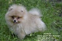 Щенки карликового померанского шпица - <ro>Изображение</ro><ru>Изображение</ru> #1, <ru>Объявление</ru> #770319