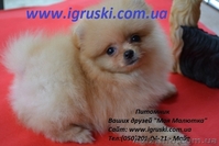 Щенки померанского шпица Vip-Classa! - <ro>Изображение</ro><ru>Изображение</ru> #1, <ru>Объявление</ru> #767679