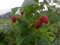 малина,саженцы,покровская,глен ампл,полка,малину саженцы купить,ремонтантная - <ro>Изображение</ro><ru>Изображение</ru> #3, <ru>Объявление</ru> #766609