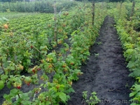 малина,саженцы,покровская,глен ампл,полка,малину саженцы купить,ремонтантная - <ro>Изображение</ro><ru>Изображение</ru> #2, <ru>Объявление</ru> #766609