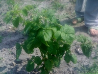 малина,саженцы,покровская,глен ампл,полка,малину саженцы купить,ремонтантная - <ro>Изображение</ro><ru>Изображение</ru> #4, <ru>Объявление</ru> #766609