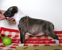 Предлагаются кпродаже щенки Миниатюрного Бультерьра.  - <ro>Изображение</ro><ru>Изображение</ru> #3, <ru>Объявление</ru> #798364