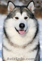 Аляскинский маламут - <ro>Изображение</ro><ru>Изображение</ru> #1, <ru>Объявление</ru> #792014