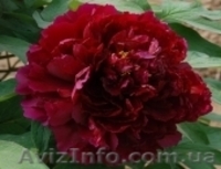 Древовидный пион, травянистый пион, пион Ито – Гибрид  - <ro>Изображение</ro><ru>Изображение</ru> #6, <ru>Объявление</ru> #785304