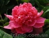 Древовидный пион, травянистый пион, пион Ито – Гибрид  - <ro>Изображение</ro><ru>Изображение</ru> #5, <ru>Объявление</ru> #785304