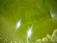 Оливковое масло - <ro>Изображение</ro><ru>Изображение</ru> #1, <ru>Объявление</ru> #789548