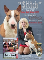 Предлагаются кпродаже щенки Миниатюрного Бультерьра.  - <ro>Изображение</ro><ru>Изображение</ru> #7, <ru>Объявление</ru> #798364