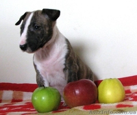 Предлагаются кпродаже щенки Миниатюрного Бультерьра.  - <ro>Изображение</ro><ru>Изображение</ru> #4, <ru>Объявление</ru> #798364