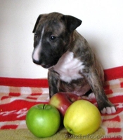 Предлагаются кпродаже щенки Миниатюрного Бультерьра.  - <ro>Изображение</ro><ru>Изображение</ru> #6, <ru>Объявление</ru> #798364