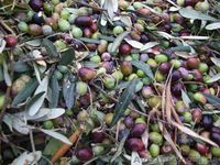 Оливковое масло - <ro>Изображение</ro><ru>Изображение</ru> #3, <ru>Объявление</ru> #789548