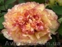 Древовидный пион, травянистый пион, пион Ито – Гибрид  - <ro>Изображение</ro><ru>Изображение</ru> #4, <ru>Объявление</ru> #785304