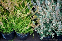 Многолетники оптом на весну 2013 года  - <ro>Изображение</ro><ru>Изображение</ru> #1, <ru>Объявление</ru> #785306