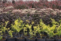 Многолетники оптом на весну 2013 года  - <ro>Изображение</ro><ru>Изображение</ru> #2, <ru>Объявление</ru> #785306