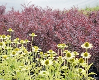 Многолетники оптом на весну 2013 года  - <ro>Изображение</ro><ru>Изображение</ru> #3, <ru>Объявление</ru> #785306