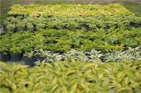 Многолетники оптом на весну 2013 года  - <ro>Изображение</ro><ru>Изображение</ru> #4, <ru>Объявление</ru> #785306