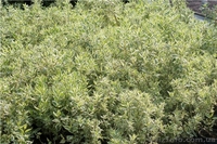 Лиственный кустарник на весну 2013 года – ОПТОМ  - <ro>Изображение</ro><ru>Изображение</ru> #4, <ru>Объявление</ru> #785302