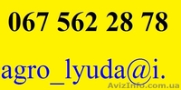 рыба оптом, сардинелла  - <ro>Изображение</ro><ru>Изображение</ru> #2, <ru>Объявление</ru> #799996