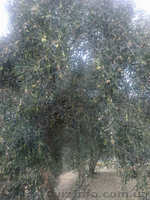 Оливковое масло - <ro>Изображение</ro><ru>Изображение</ru> #2, <ru>Объявление</ru> #789548