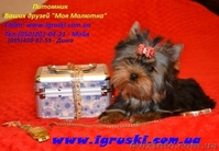Элитные щеночки йоркширского терьера шоу-класса. - <ro>Изображение</ro><ru>Изображение</ru> #1, <ru>Объявление</ru> #784698