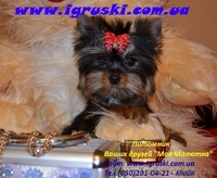 Элитные щеночки йоркширского терьера шоу-класса. - <ro>Изображение</ro><ru>Изображение</ru> #2, <ru>Объявление</ru> #784698