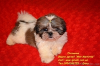 Кукольные щеночки ши-тцу! - <ro>Изображение</ro><ru>Изображение</ru> #5, <ru>Объявление</ru> #787174