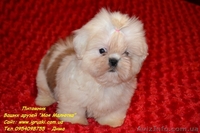 Кукольные щеночки ши-тцу! - <ro>Изображение</ro><ru>Изображение</ru> #4, <ru>Объявление</ru> #787174