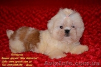 Кукольные щеночки ши-тцу! - <ro>Изображение</ro><ru>Изображение</ru> #2, <ru>Объявление</ru> #787174
