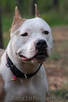 Щенки Девочки Стафики (FCI UKU)  - <ro>Изображение</ro><ru>Изображение</ru> #7, <ru>Объявление</ru> #798366