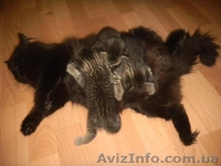 Очаровательные котята - <ro>Изображение</ro><ru>Изображение</ru> #6, <ru>Объявление</ru> #789509