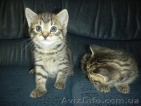 Очаровательные котята - <ro>Изображение</ro><ru>Изображение</ru> #3, <ru>Объявление</ru> #789509