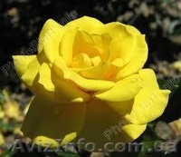 Розы оптом Предлагаем широкий ассортимент - <ro>Изображение</ro><ru>Изображение</ru> #2, <ru>Объявление</ru> #785300