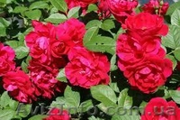 Розы оптом Предлагаем широкий ассортимент - <ro>Изображение</ro><ru>Изображение</ru> #3, <ru>Объявление</ru> #785300