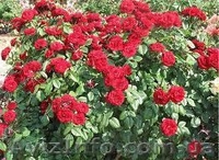 Розы оптом Предлагаем широкий ассортимент - <ro>Изображение</ro><ru>Изображение</ru> #4, <ru>Объявление</ru> #785300