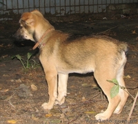 Щенки метисы ищут дом! - <ro>Изображение</ro><ru>Изображение</ru> #2, <ru>Объявление</ru> #787366