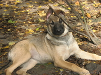 Щенки метисы ищут дом! - <ro>Изображение</ro><ru>Изображение</ru> #3, <ru>Объявление</ru> #787366