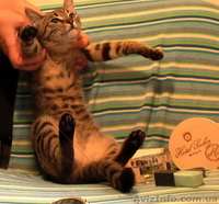 Изящная, как гепард Иса, в хорошие руки, 4,5 мес. - <ro>Изображение</ro><ru>Изображение</ru> #4, <ru>Объявление</ru> #788953