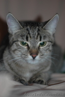 Изящная, как гепард Иса, в хорошие руки, 4,5 мес. - <ro>Изображение</ro><ru>Изображение</ru> #9, <ru>Объявление</ru> #788953