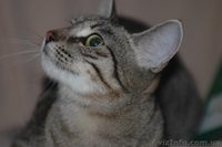 Изящная, как гепард Иса, в хорошие руки, 4,5 мес. - <ro>Изображение</ro><ru>Изображение</ru> #10, <ru>Объявление</ru> #788953