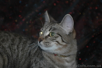 Изящная, как гепард Иса, в хорошие руки, 4,5 мес. - <ro>Изображение</ro><ru>Изображение</ru> #6, <ru>Объявление</ru> #788953