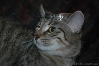 Изящная, как гепард Иса, в хорошие руки, 4,5 мес. - <ro>Изображение</ro><ru>Изображение</ru> #7, <ru>Объявление</ru> #788953