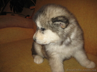 Аляскинский маламут - <ro>Изображение</ro><ru>Изображение</ru> #4, <ru>Объявление</ru> #792014