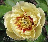 Древовидный пион, травянистый пион, пион Ито – Гибрид  - <ro>Изображение</ro><ru>Изображение</ru> #2, <ru>Объявление</ru> #785304