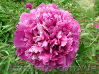 Древовидный пион, травянистый пион, пион Ито – Гибрид  - <ro>Изображение</ro><ru>Изображение</ru> #3, <ru>Объявление</ru> #785304