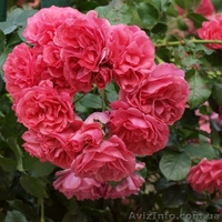 Розы оптом Предлагаем широкий ассортимент - <ro>Изображение</ro><ru>Изображение</ru> #5, <ru>Объявление</ru> #785300