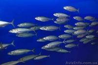 рыба оптом, сардинелла  - <ro>Изображение</ro><ru>Изображение</ru> #1, <ru>Объявление</ru> #799996