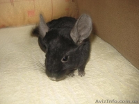 Продам шиншиллят различных окрасов - <ro>Изображение</ro><ru>Изображение</ru> #1, <ru>Объявление</ru> #796845
